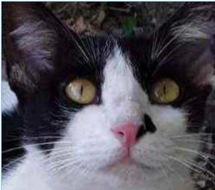 Gato ra a srd bicolor idade 1 ano nome EVA