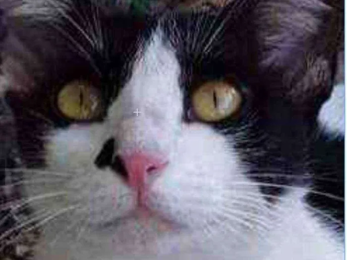 Gato ra a srd bicolor idade 1 ano nome EVA