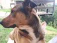 Scooby