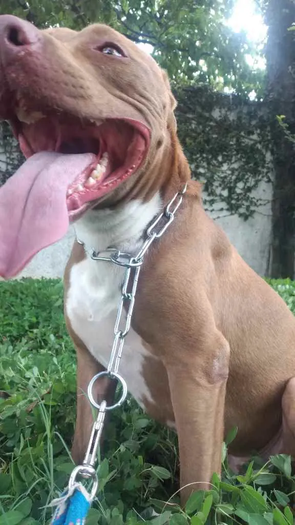 Cachorro raça Pitbull idade 4 anos nome Pitter