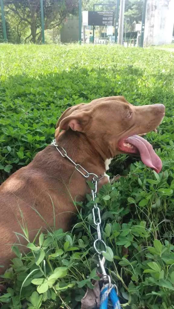 Cachorro raça Pitbull idade 4 anos nome Pitter