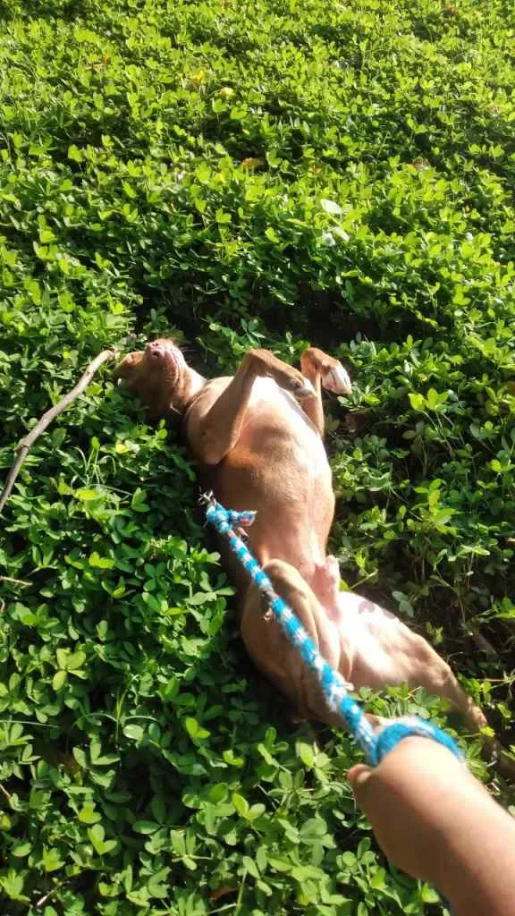 Cachorro raça Pitbull idade 4 anos nome Pitter