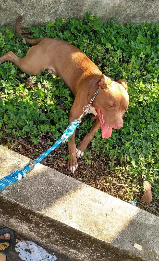 Cachorro raça Pitbull idade 4 anos nome Pitter