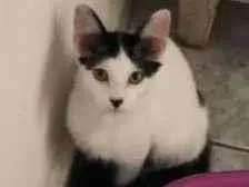 Gato raça Srd idade 2 a 6 meses nome Valentina