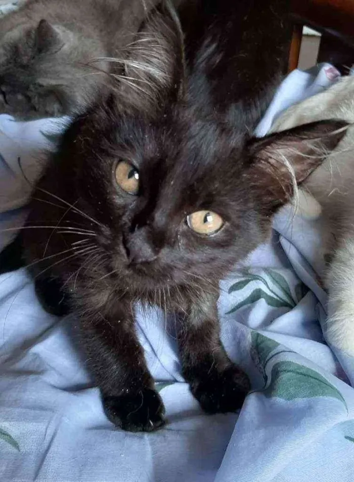 Gato ra a Srd idade 2 a 6 meses nome Fofa