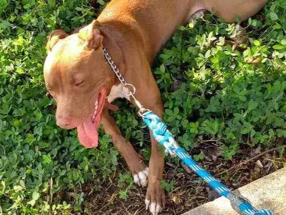 Cachorro raça Pitbull idade 4 anos nome Pitter