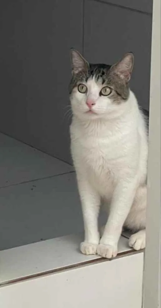 Gato raça Srd idade 2 anos nome Tito