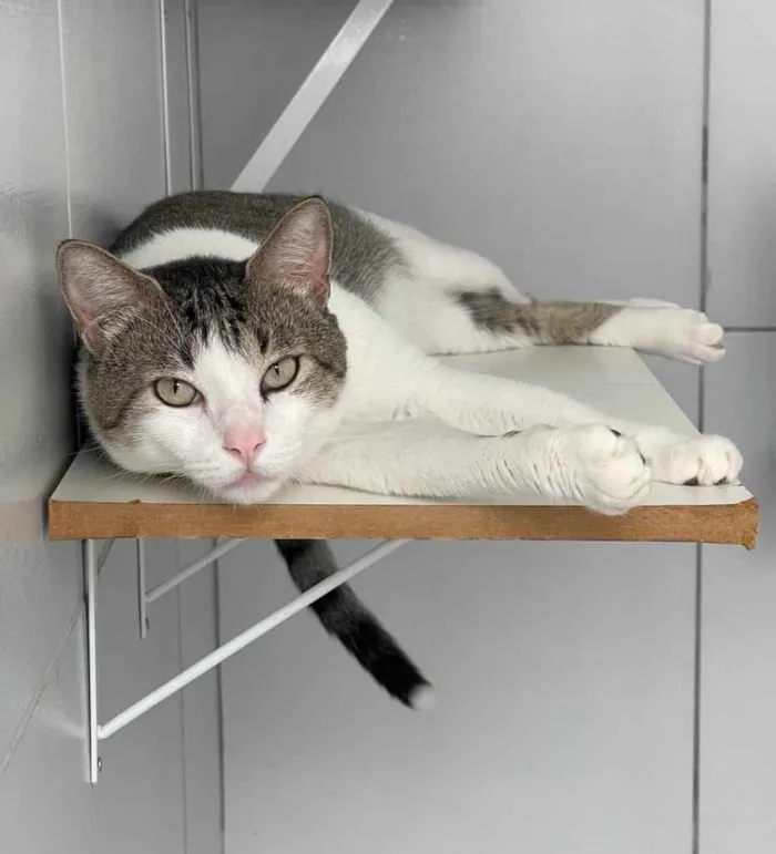 Gato raça Srd idade 2 anos nome Tito
