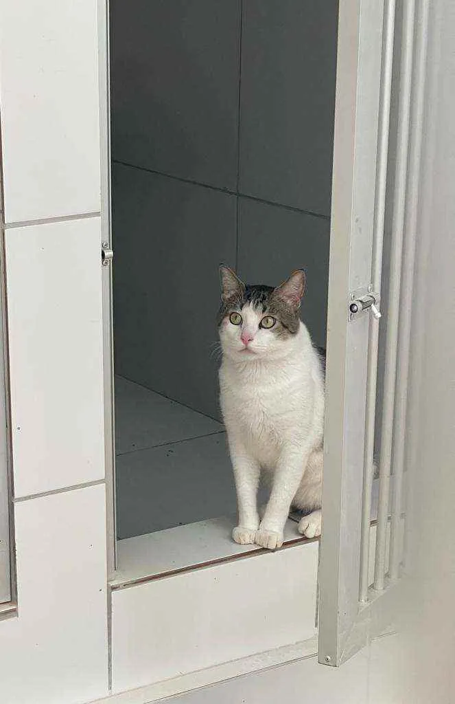 Gato raça Srd idade 2 anos nome Tito
