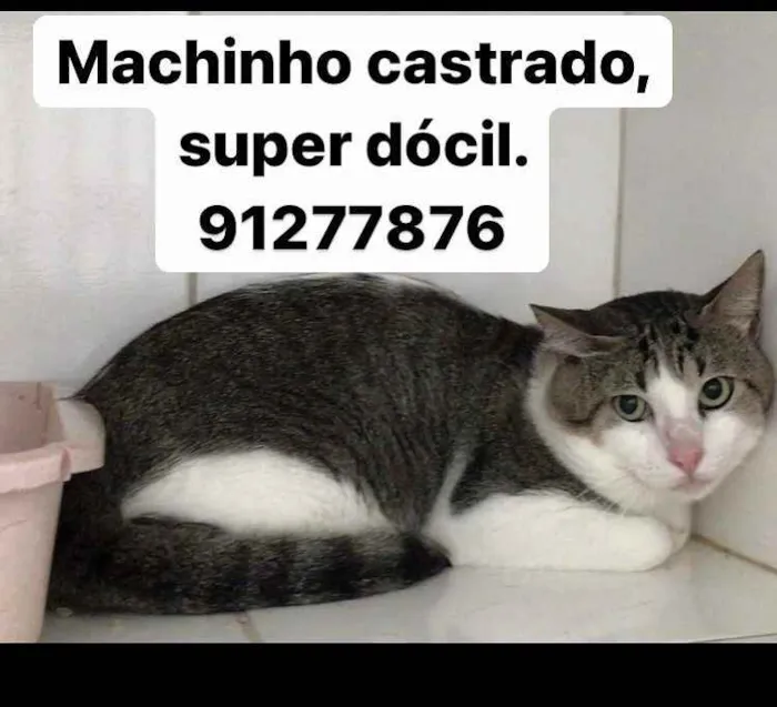 Gato raça Srd idade 2 anos nome Tito