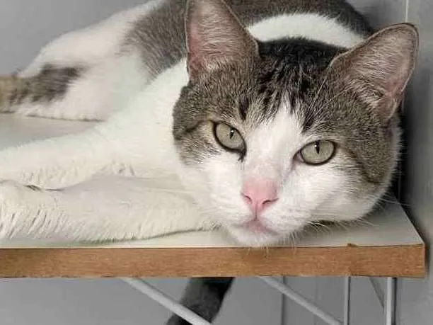 Gato raça Srd idade 2 anos nome Tito