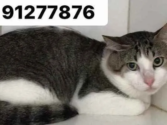 Gato raça Srd idade 2 anos nome Tito