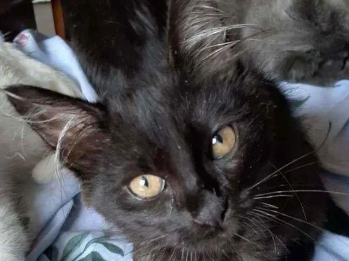 Gato ra a Srd idade 2 a 6 meses nome Fofa