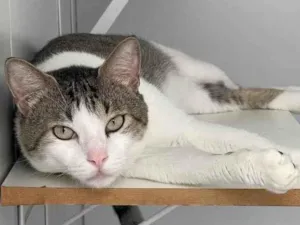Gato raça Srd idade 2 anos nome Tito