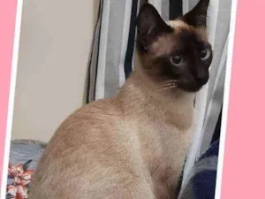 Gato raça Srd idade 7 a 11 meses nome Charlotte