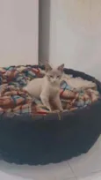 Acerolinha