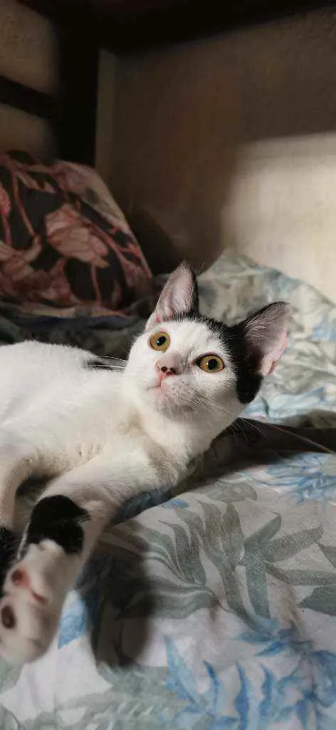 Gato raça Sem raça definida  idade 2 a 6 meses nome BRISA Castrada