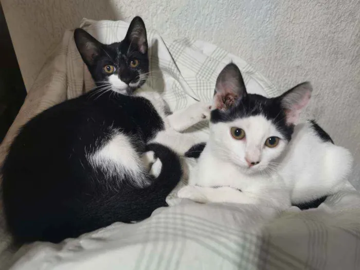 Gato raça Sem raça definida  idade 2 a 6 meses nome BRISA Castrada