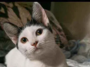 Gato raça Sem raça definida  idade 2 a 6 meses nome BRISA Castrada