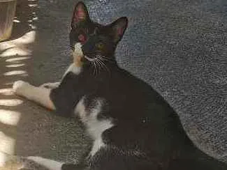 Gato raça Sem raça definida  idade 2 a 6 meses nome FRAJOLINHA castrado