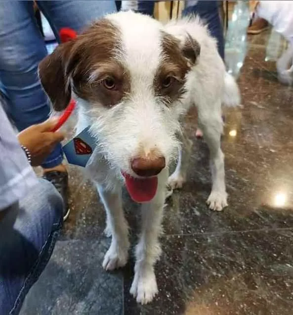 Cachorro ra a SRD idade 2 a 6 meses nome Cleiton