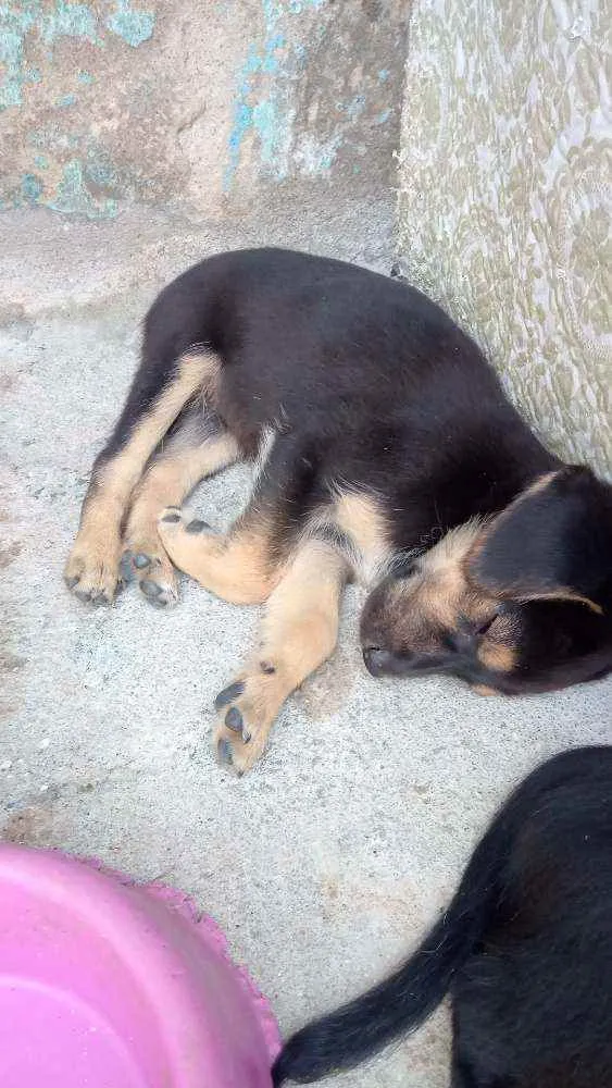 Cachorro ra a Vira lata idade Abaixo de 2 meses nome Sem nome