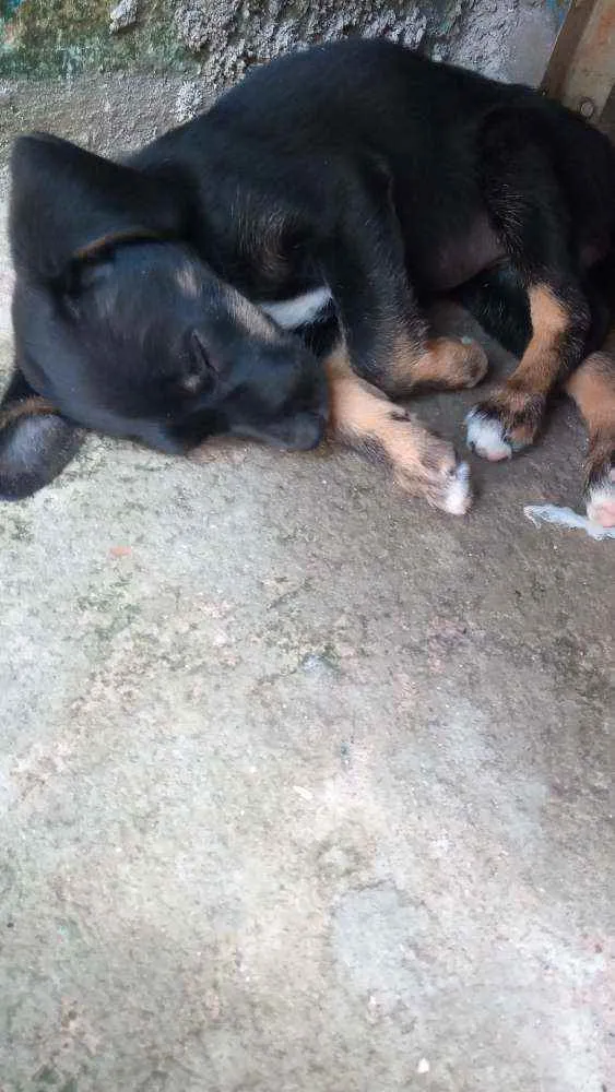 Cachorro ra a Vira lata idade Abaixo de 2 meses nome Sem nome