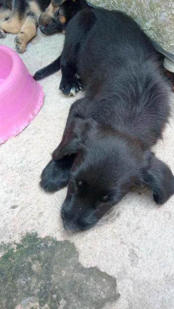 Cachorro ra a Vira lata idade Abaixo de 2 meses nome Sem nome