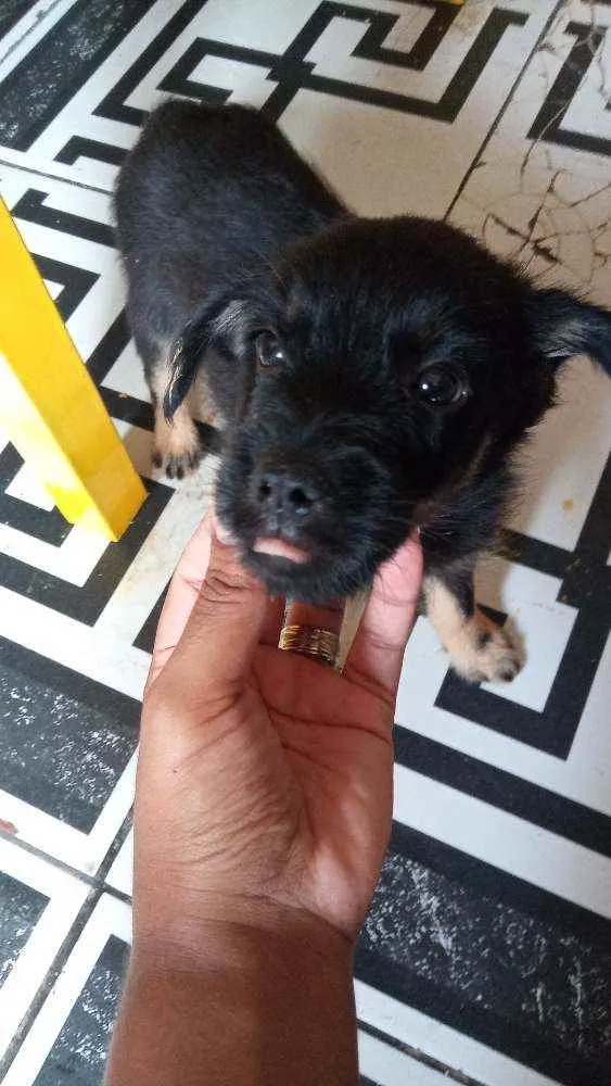 Cachorro ra a Vira lata idade Abaixo de 2 meses nome Sem nome