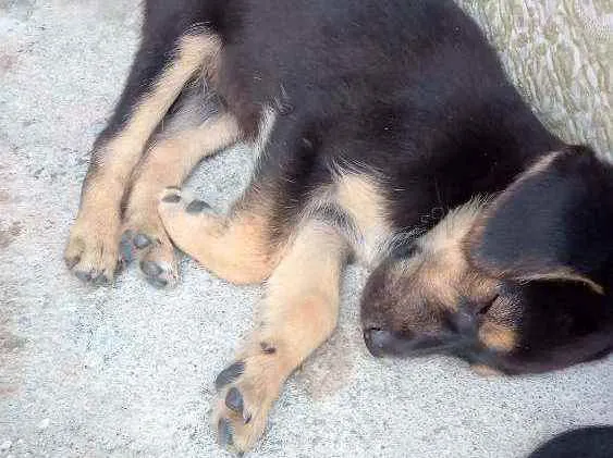 Cachorro ra a Vira lata idade Abaixo de 2 meses nome Sem nome