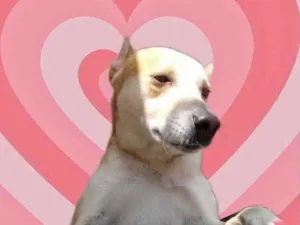 Cachorro raça Srd idade 1 ano nome Trovão bonzinho 
