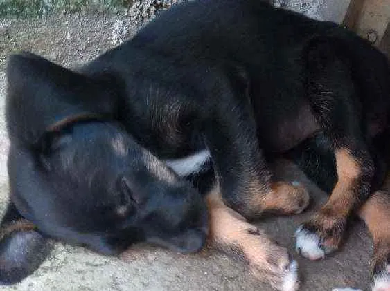 Cachorro ra a Vira lata idade Abaixo de 2 meses nome Sem nome