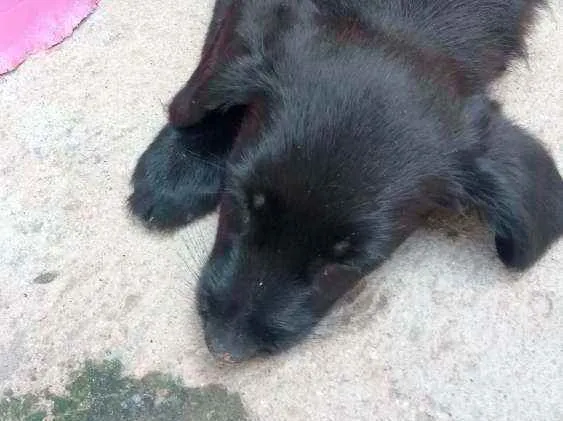 Cachorro ra a Vira lata idade Abaixo de 2 meses nome Sem nome