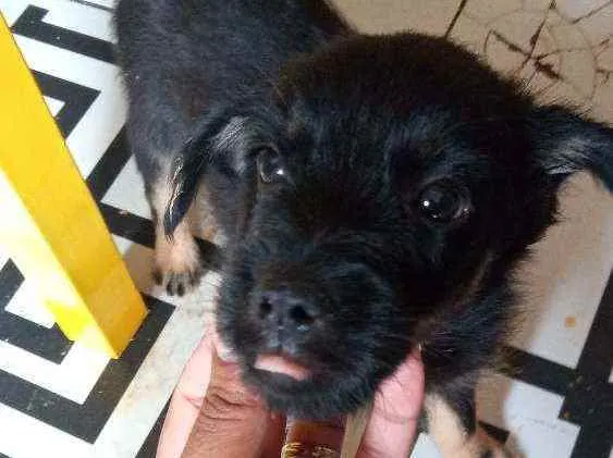 Cachorro ra a Vira lata idade Abaixo de 2 meses nome Sem nome