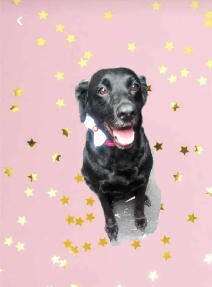 Cachorro raça Labrador mix srd  idade 2 anos nome Luna Labrador Mix