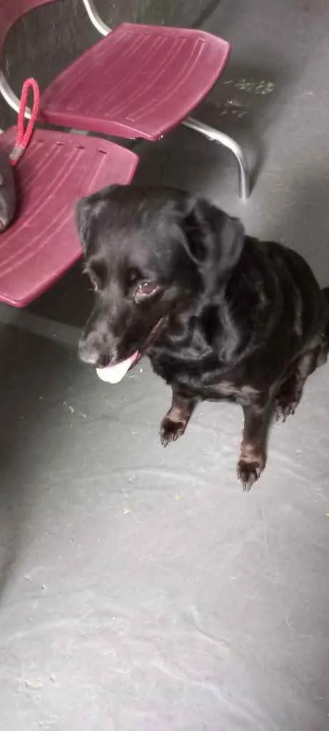 Cachorro raça Labrador mix srd  idade 2 anos nome Luna Labrador Mix