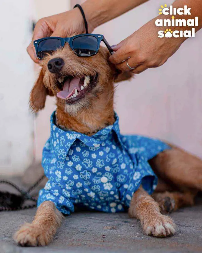 Cachorro ra a SRD ( SEM RACA DEFINIDA) idade 7 a 11 meses nome BOB