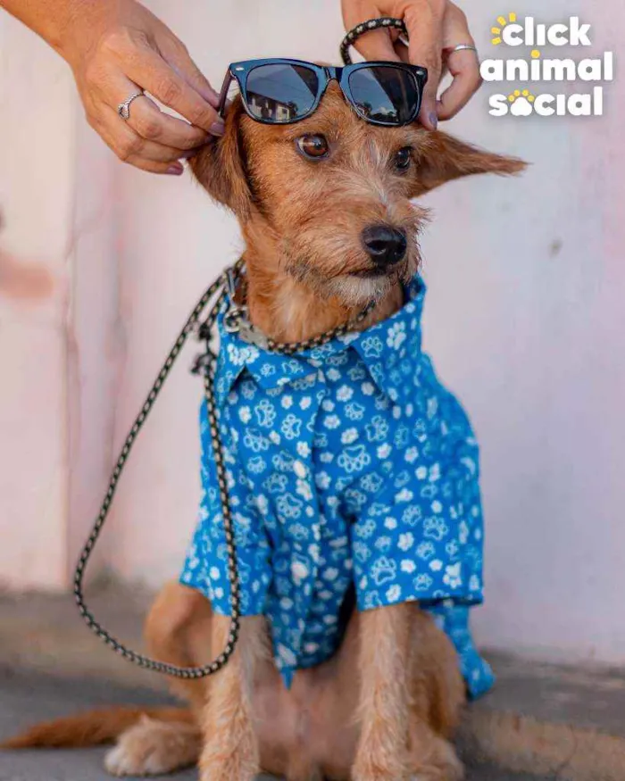 Cachorro ra a SRD ( SEM RACA DEFINIDA) idade 7 a 11 meses nome BOB