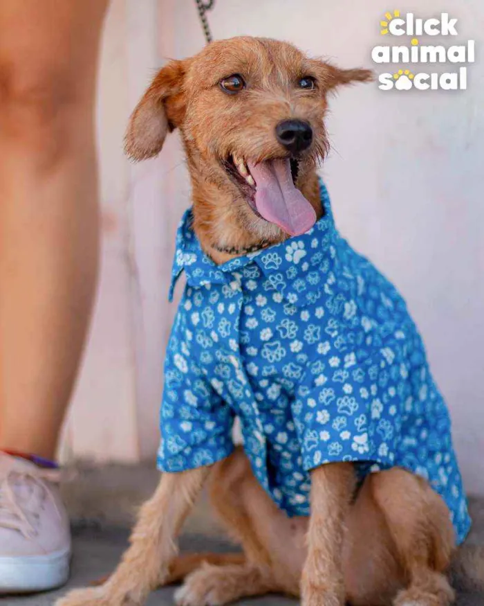 Cachorro ra a SRD ( SEM RACA DEFINIDA) idade 7 a 11 meses nome BOB