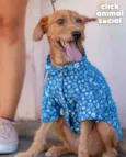 BOB