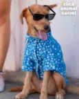 BOB