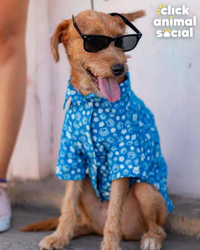 Cachorro ra a SRD ( SEM RACA DEFINIDA) idade 7 a 11 meses nome BOB