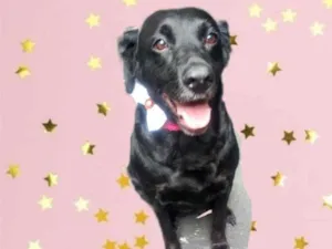 Cachorro raça Labrador mix srd  idade 2 anos nome Luna Labrador Mix