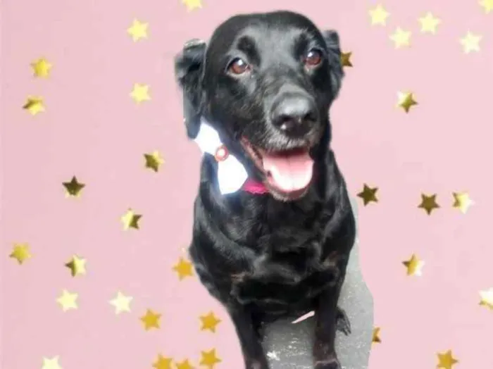 Cachorro raça Labrador mix srd  idade 2 anos nome Luna Labrador Mix