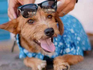 Cachorro raça SRD ( SEM RACA DEFINIDA) idade 7 a 11 meses nome BOB