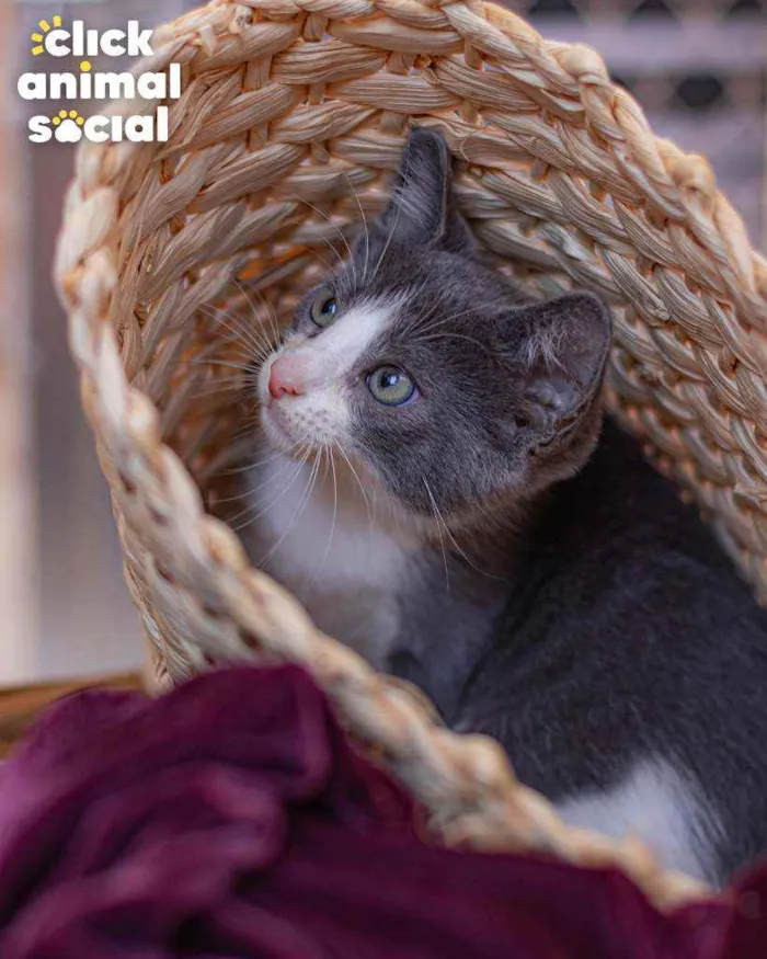 Gato ra a SRD ( SEM RACA DEFINIDA) idade 2 a 6 meses nome LARK
