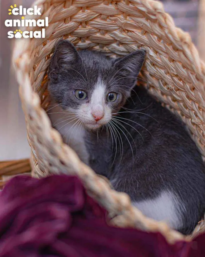 Gato ra a SRD ( SEM RACA DEFINIDA) idade 2 a 6 meses nome LARK