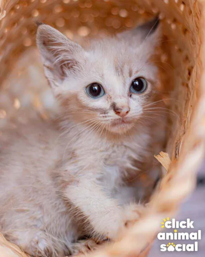 Gato ra a SRD ( SEM RACA DEFINIDA) idade Abaixo de 2 meses nome HELENA