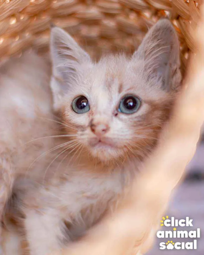 Gato ra a SRD ( SEM RACA DEFINIDA) idade Abaixo de 2 meses nome HELENA