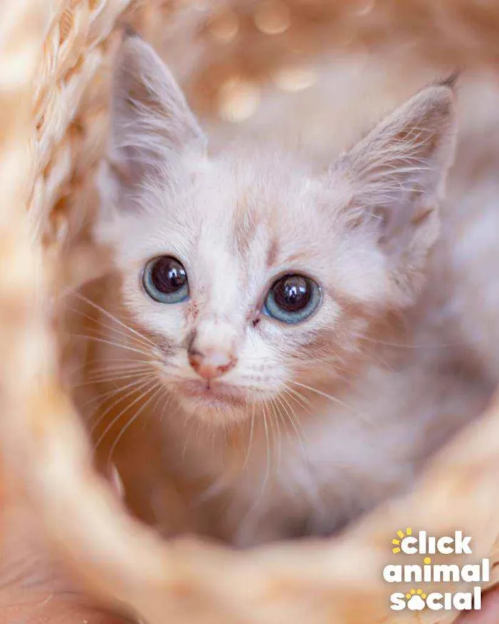 Gato ra a SRD ( SEM RACA DEFINIDA) idade Abaixo de 2 meses nome HELENA